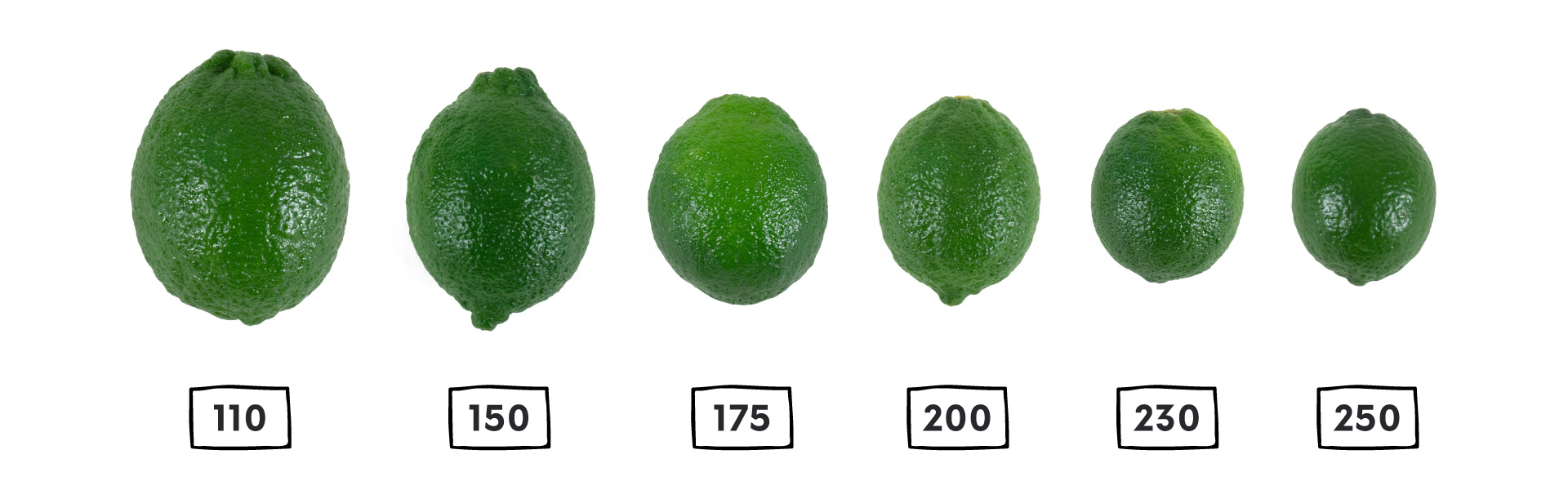 Learn about Our Premium Limes Limonik